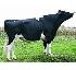 Raca: holandes preto e branco (leite) rgd: usa 130